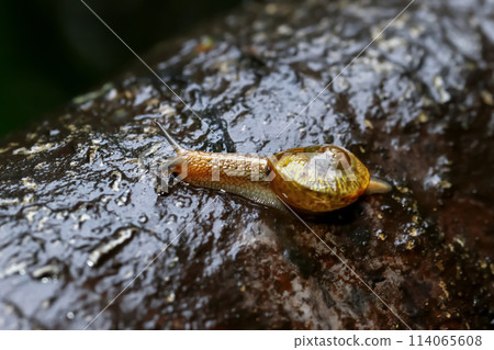 Golden Snail Gliding on a Wet Rock After Rain. 114065608