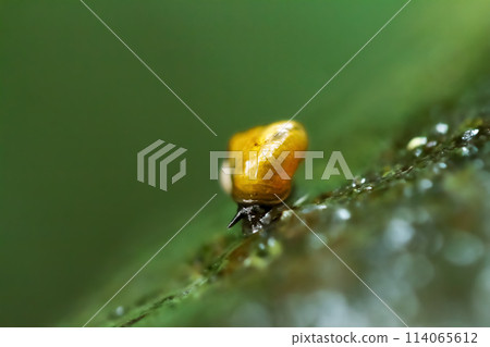 A Taiwanese mountain snail crawls in the wetland. 114065612