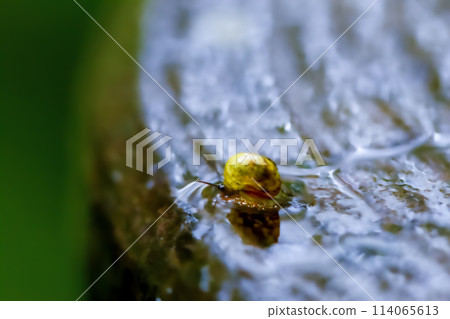 Taiwanese Mountain Snail Crawling in Wetland. 114065613