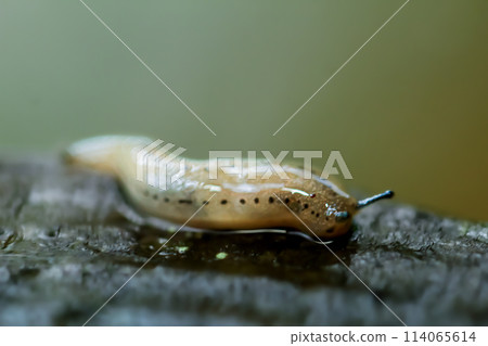 Graceful Agriolimax agrestis on Natural Surface. Graceful Agriolimax agrestis on Natural Surface. 114065614