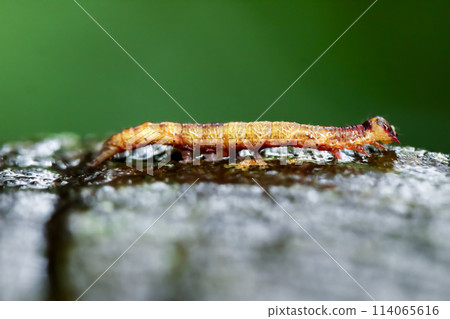 Mysterious Yellow-Brown Insect in Wulai Wetlands. 114065616