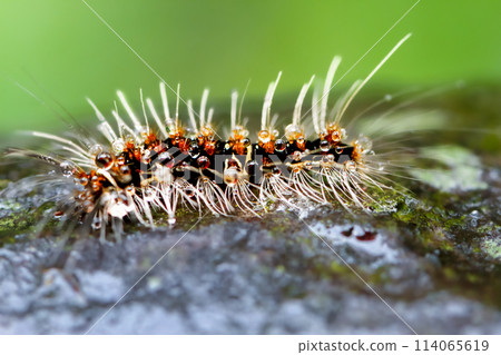 Vibrant Caterpillar in Wulai District. Vibrant Caterpillar in Wulai District. 114065619