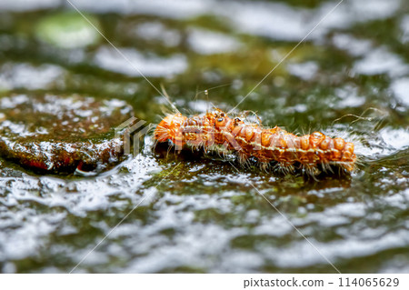 Vibrant Caterpillar in Wulai District. Vibrant Caterpillar in Wulai District. 114065629