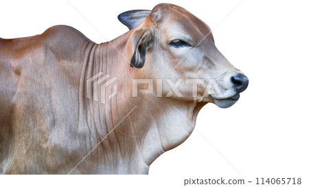Isolated with clipping paths a red baby cow 114065718