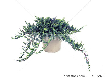 Juniperus horizontalis in studio Juniperus horizontalis in studio 114065925