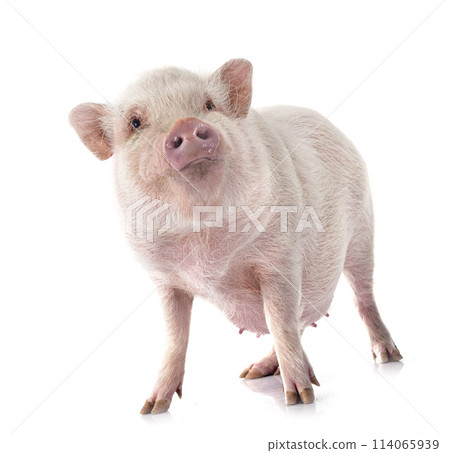 miniature pig in studio 114065939