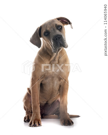 puppy cane corso 114065940