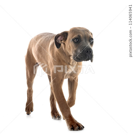 puppy cane corso puppy cane corso 114065941