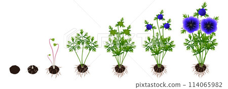 Cycle of growth of a anemone plant isolated on a white background. 114065982