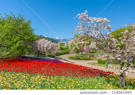 Azumino Park in Spring: The Northern Alps, Cherry Blossoms and Tulips (Azumino City, Nagano Prefecture) Azumino Park in Spring: The Northern Alps, Cherry Blossoms and Tulips (Azumino City, Nagano Prefecture) 114065995