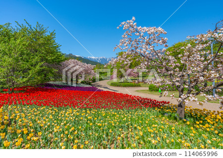 春天的安曇野公園 北阿爾卑斯山、櫻花、鬱金香 “長野縣安曇野市” 春天的安曇野公園 北阿爾卑斯山、櫻花、鬱金香 “長野縣安曇野市” 114065996