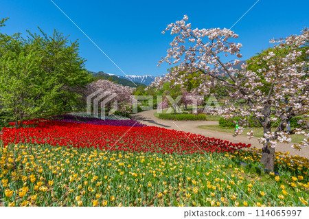 春天的安曇野公園 北阿爾卑斯山、櫻花、鬱金香 “長野縣安曇野市” 114065997