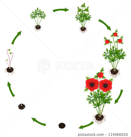 Life cycle of a anemone plant on a white background. 114066020