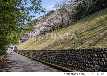 Senbonzakura at Akiba Dam on a sunny spring day (Shizuoka Prefecture) 114066164