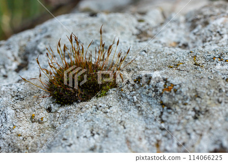 Precious drops of water from the morning dew covering an isolated plant of Ceratodon purpureus that is growing on the rock, purple moss, Burned ground moss on the stone, warm colours closeup Precious drops of water from the morning dew covering an isolated plant of Ceratodon purpureus that is growing on the rock, purple moss, Burned ground moss on the stone, warm colours closeup 114066225