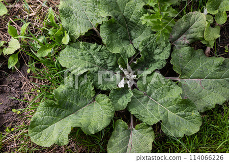 Arctium lappa - Young burdock leaves in an early summer Arctium lappa - Young burdock leaves in an early summer 114066226