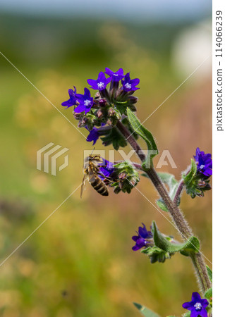 Anchusa officinalis, commonly known as the common bugloss or alkanet with green background Anchusa officinalis, commonly known as the common bugloss or alkanet with green background 114066239