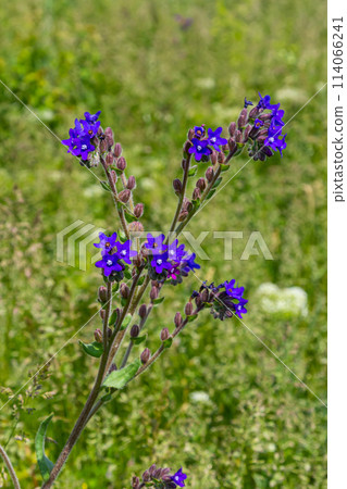 Anchusa officinalis, commonly known as the common bugloss or alkanet with green background Anchusa officinalis, commonly known as the common bugloss or alkanet with green background 114066241