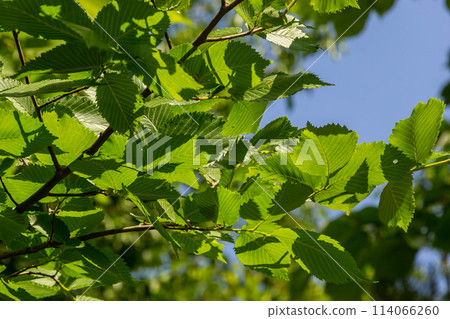 Hornbeam leaf in the sun. Hornbeam tree branch with fresh green leaves. Beautiful green natural background. Spring leaves 114066260