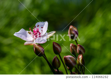 Butomus umbellatus, Flowering Rush. Wild plant shot in summer. 114066282