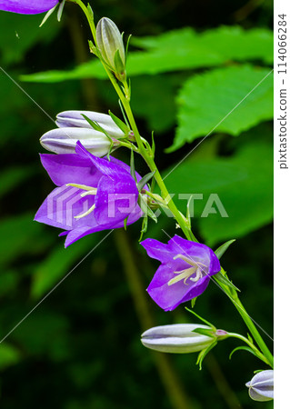 Clustered bell flower Campanula glomerata blooming in the wild 114066284