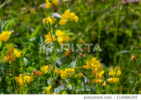 Close up of birds foot trefoil lotus corniculatus flowers in bloom 114066285