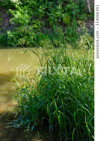 Glyceria maxima, commonly known as great manna grass, reed mannagrass, reed sweet-grass, and greater sweet-grass is rhizomatous perennial grasses in mannagrass genus native to Europe 114066301