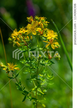 close-up of the yellow blossoms of Hypericum perforatum, a herbal medicine 114066306