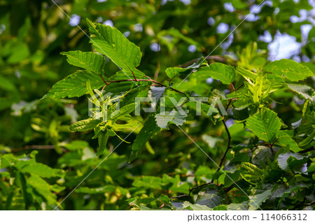 Branch of a hornbeam Carpinus betulus with drooping inflorescence and leaves in autumn, selected focus, narrow depth of field, copy space in the blurry background Branch of a hornbeam Carpinus betulus with drooping inflorescence and leaves in autumn, selected focus, narrow depth of field, copy space in the blurry background 114066312