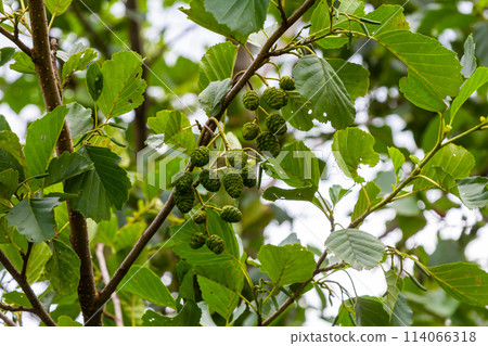 Speckled alders spread their seed through cone-like structures 114066318