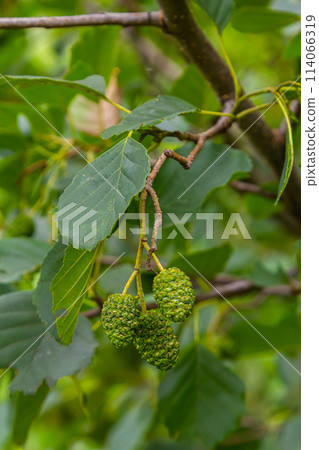 Speckled alders spread their seed through cone-like structures 114066319