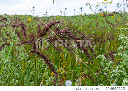 In the field, as weeds among the agricultural crops grow Echinochloa crus-galli 114066325