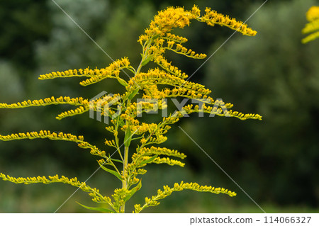 The wild flowers of Solidago altissima in autumn 114066327