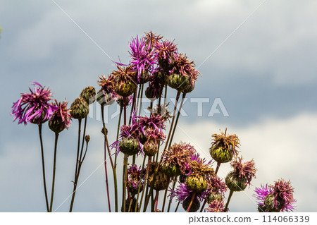 Centaurea scabiosa subsp. apiculata, Centaurea apiculata, Compositae. Wild plant shot in summer 114066339
