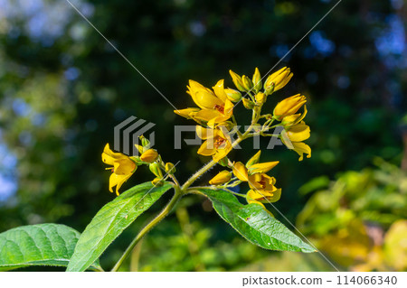 Lysimachia vulgaris flower, the garden loosestrife, yellow loosestrife, or garden yellow loosestrife, blooming in summer Lysimachia vulgaris flower, the garden loosestrife, yellow loosestrife, or garden yellow loosestrife, blooming in summer 114066340