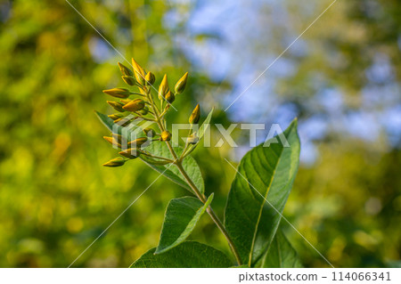 Lysimachia vulgaris flower, the garden loosestrife, yellow loosestrife, or garden yellow loosestrife, blooming in summer Lysimachia vulgaris flower, the garden loosestrife, yellow loosestrife, or garden yellow loosestrife, blooming in summer 114066341