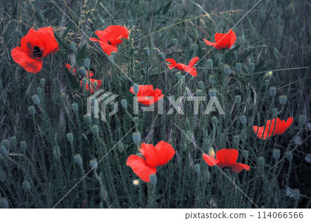 red poppies in the field red poppies in the field 114066566