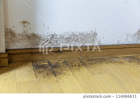 Mouldy walls and floors 114066631