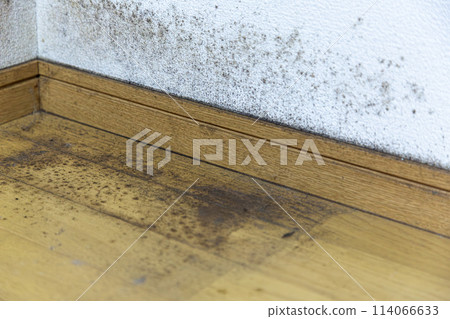 Mouldy walls and floors 114066633