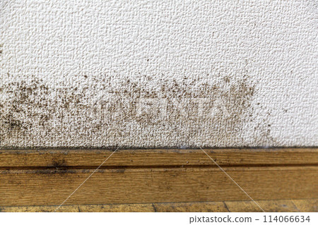 Mouldy walls and floors Mouldy walls and floors 114066634