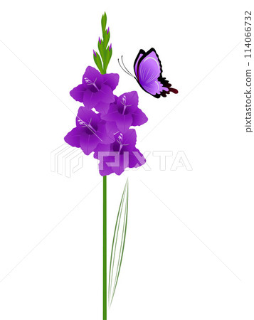 Gladiolus flowers with a butterfly on a white background. 114066732