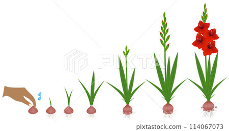 Cycle of growth of a gladiolus plant isolated on a white background. Cycle of growth of a gladiolus plant isolated on a white background. 114067073