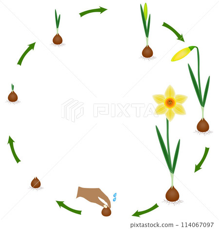 Life cycle of a narcissus plant on a white background. 114067097