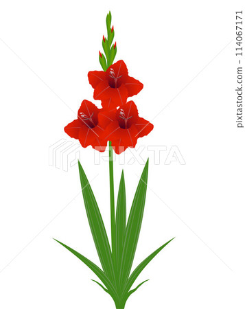 Gladiolus flowers with leaves on a white background. Gladiolus flowers with leaves on a white background. 114067171