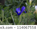 Purple irises stand out in a spring flowerbed 114067558