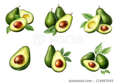 Watercolor Painting of Fresh Avocados, Whole and Halved 114067693