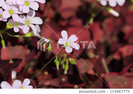 Oxalis triangularis (Purple Dance) 114067775