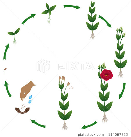 Life cycle of a eustoma plant on a white background. Life cycle of a eustoma plant on a white background. 114067823