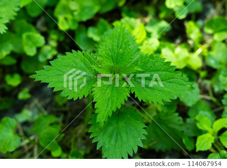 nettle, green leaves of nettle 114067954