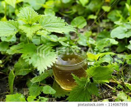 a cup of nettle tea in forest a cup of nettle tea in forest 114067956